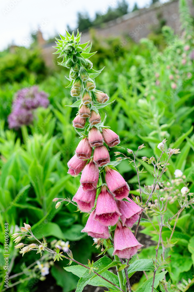 Vivid pink flowers of Digitalis plant, commonly known as foxgloves, in full bloom and green grass in a sunny spring garden, beautiful outdoor floral background photographed with soft focus. Vivid pink flowers of Digitalis plant, commonly known as foxgloves, in full bloom and green grass in a sunny spring garden, beautiful outdoor floral background photographed with soft focus.