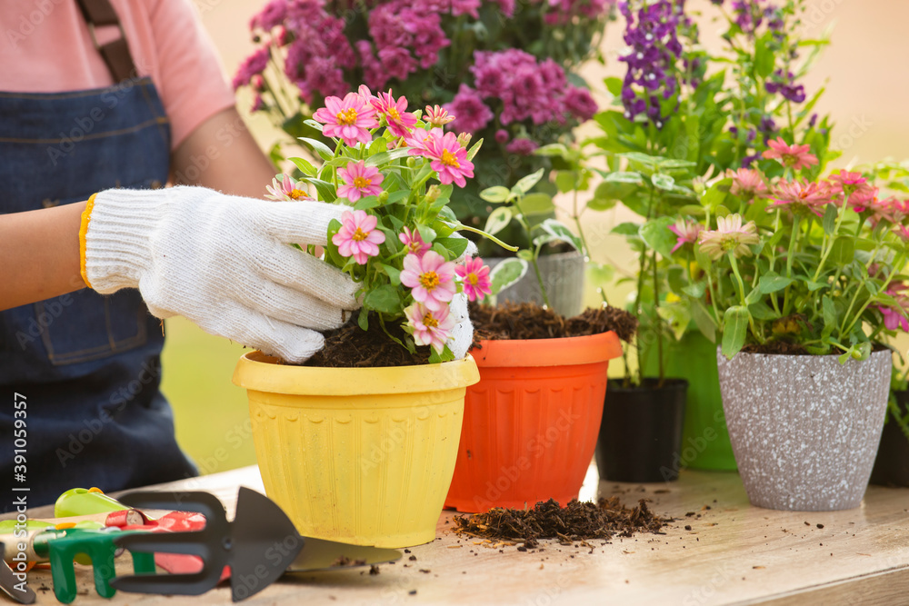 Close up on hand woman with  glove planting flower  in garden at outdoor