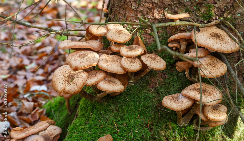 Fototapeta premium Mushrooms in the Forest (Bergwerkswald, Grossen-Linden, Hessia Germany) during awalk in autum