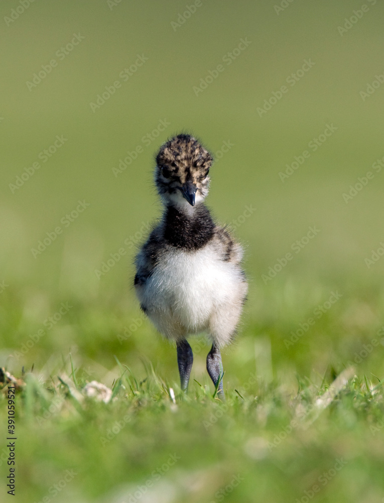 Obraz premium Kievit, Northern Lapwing, Vanellus vanellus