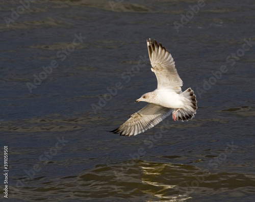 Zilvermeeuw, Herring Gull, Larus argentatus © AGAMI