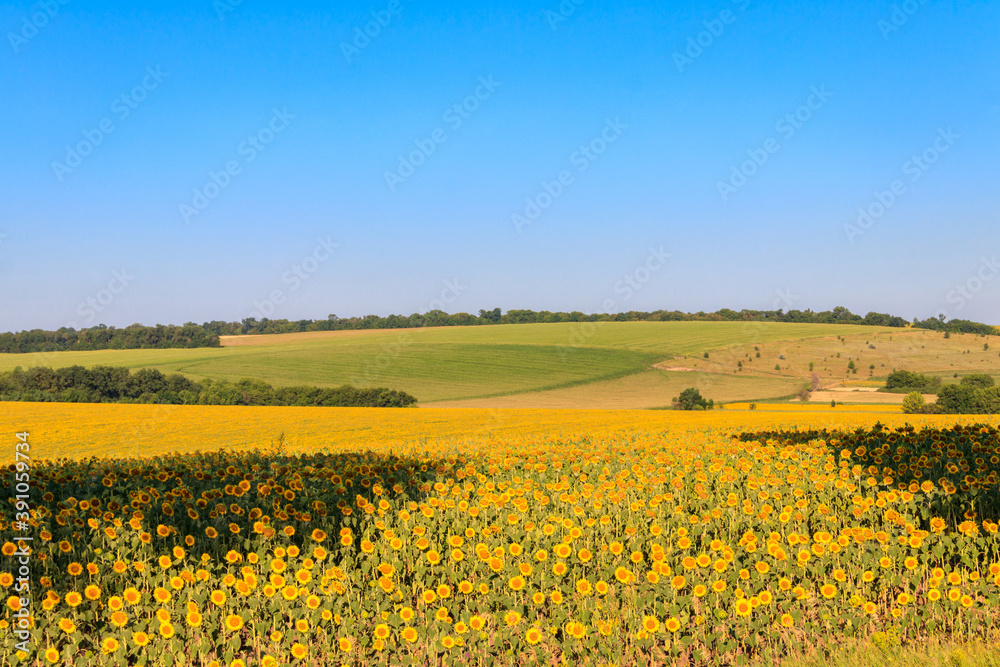 Summer landscape with sunflower fields, hills and blue sky