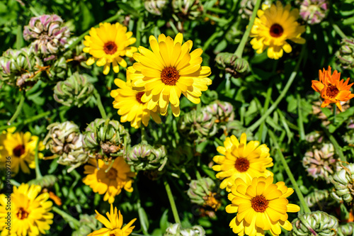 Many vivid yellow orange flowers of Calendula officinalis plant  known as pot marigold  ruddles  common or Scotch marigold in a sunny summer garden  textured floral background..