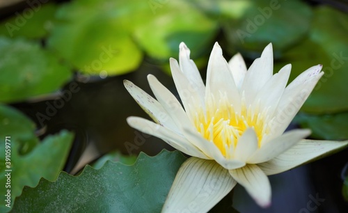 Closeup white lotus and focus on lotus stamens. 