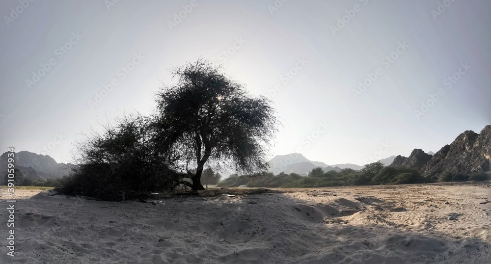 tree in the desert near Muscat, Oman