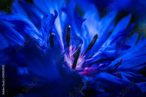 close up of violet blue cornflower
