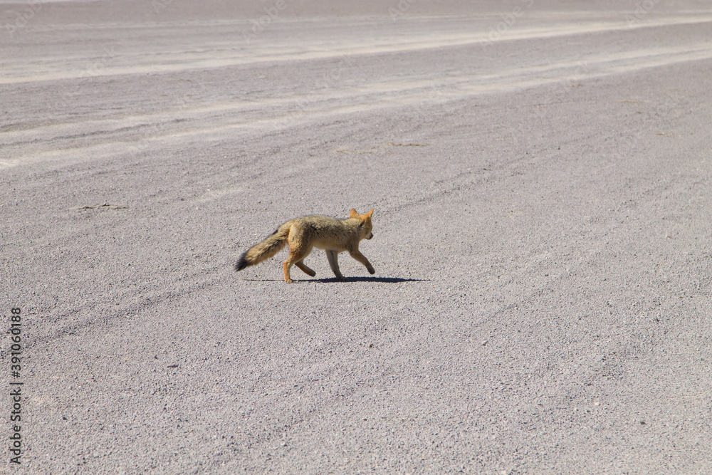 Fototapeta premium Andean fox close up,Bolivia