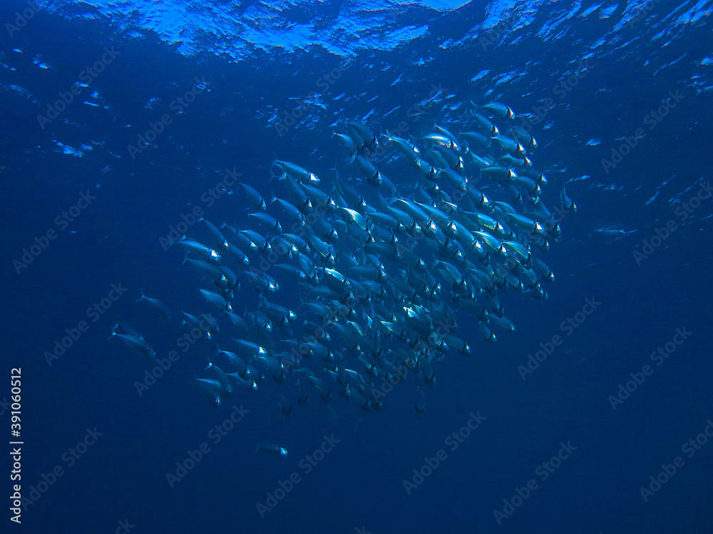 Underwater photo of school of Mackerels. From a scuba dive in the Red sea in Egypt.
