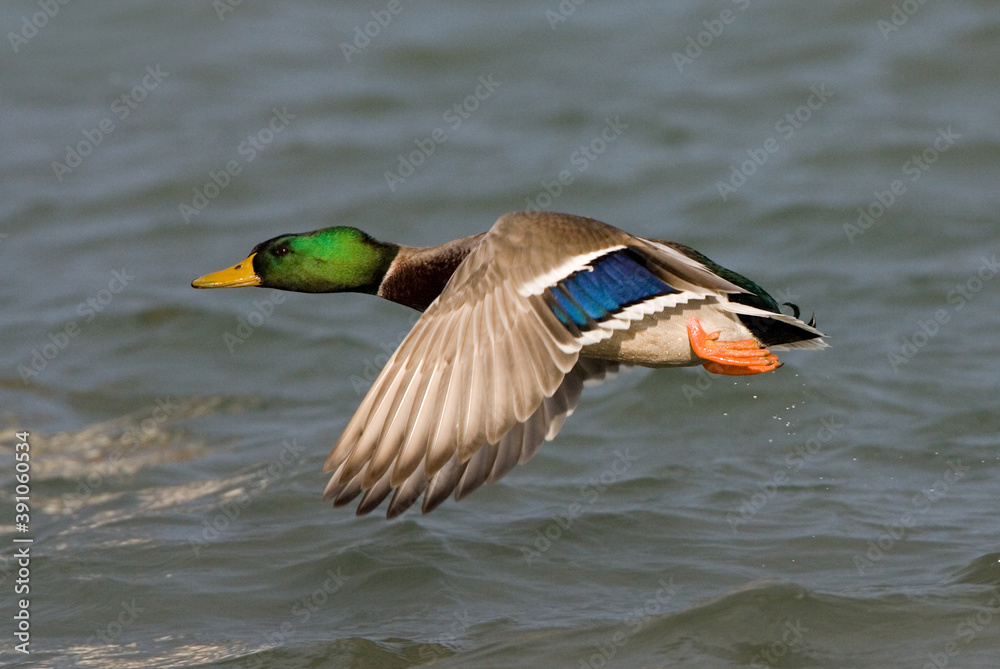 Mallard, Wilde Eend, Anas platyrhynchos Mallard, Wilde Eend, Anas platyrhynchos