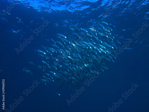 Underwater photo of school of Mackerels. From a scuba dive in the Red sea in Egypt.