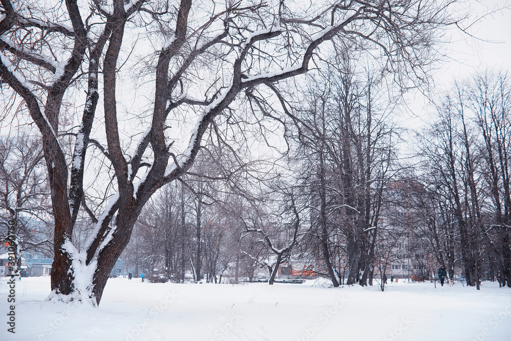 Winter forest landscape. Tall trees under snow cover. January frosty day in the park.