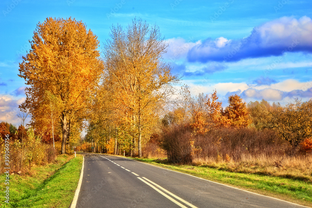 beautiful golden sunny autumn and empty road landscape