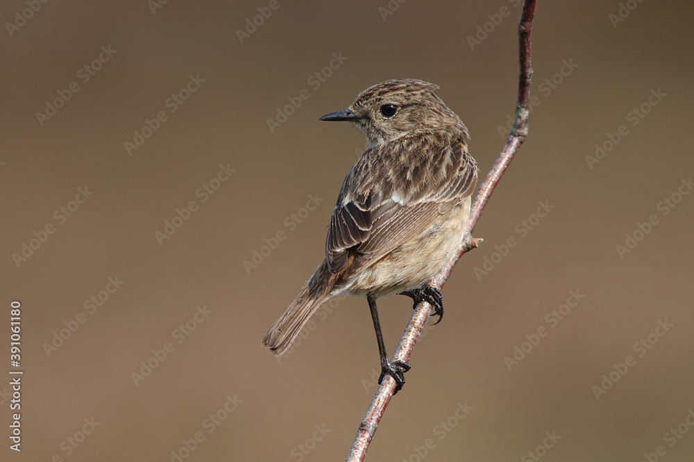Fototapeta premium European Stonechat, Roodborsttapuit, Saxicola rubicola