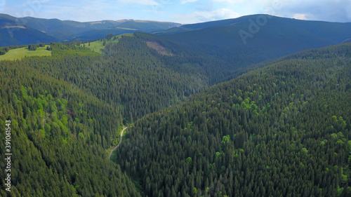 Fototapeta Naklejka Na Ścianę i Meble -  Aerial drone view over a dense and wild spruce forest located in Cindrel Mountains, Carpathia, Romania
