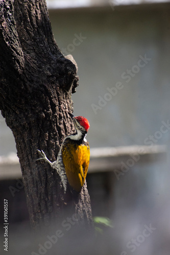 Woodpeckers are part of the family Picidae, that also includes the piculets, wrynecks, and sapsuckers photo