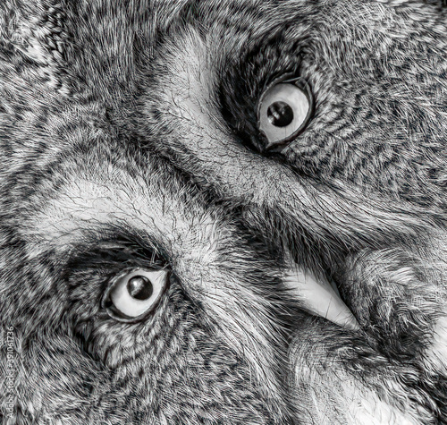 Great Grey Owl