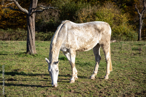 white horse grazes in a meadow