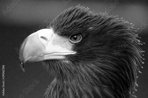 Steller Sea Eagle
