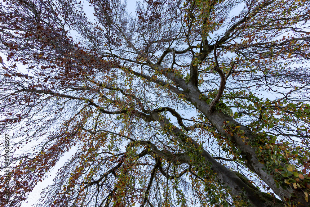 Fototapeta premium low angle view into treetops with blue sky in the background