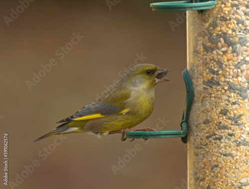 European Greenfinch, Groenling, Carduelis chloris photo