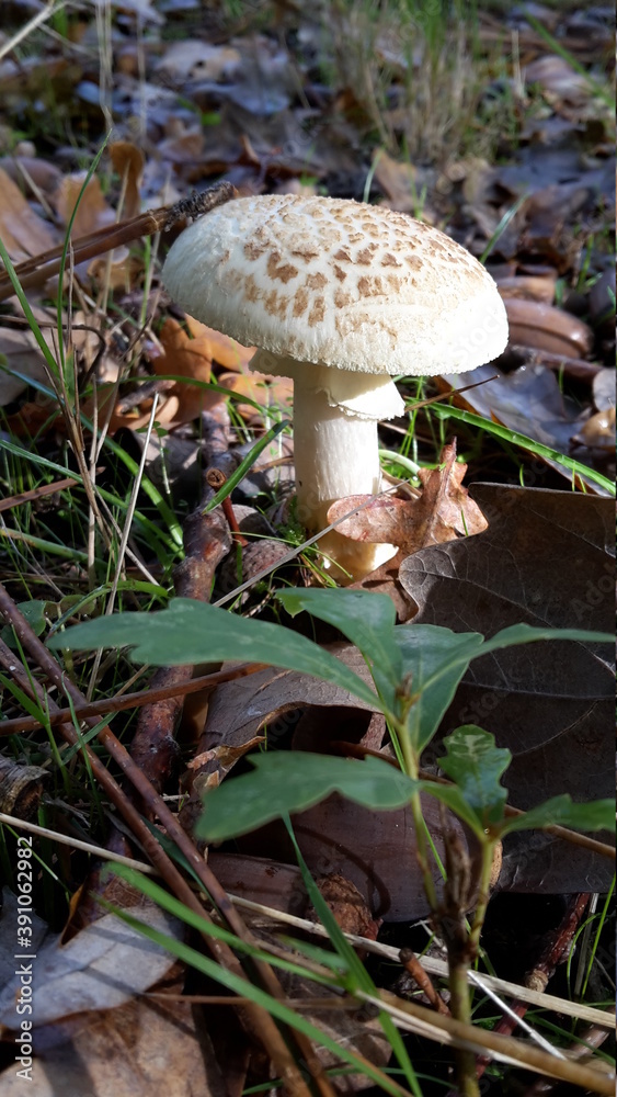 Nahaufnahme von einem giftigen Pilz Nahaufnahme von einem giftigen Pilz