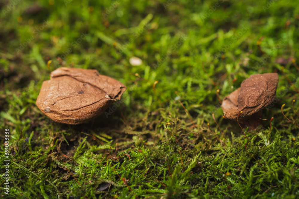 Fruiting period - mushrooms in the forest against the background of moss Fruiting period - mushrooms in the forest against the background of moss