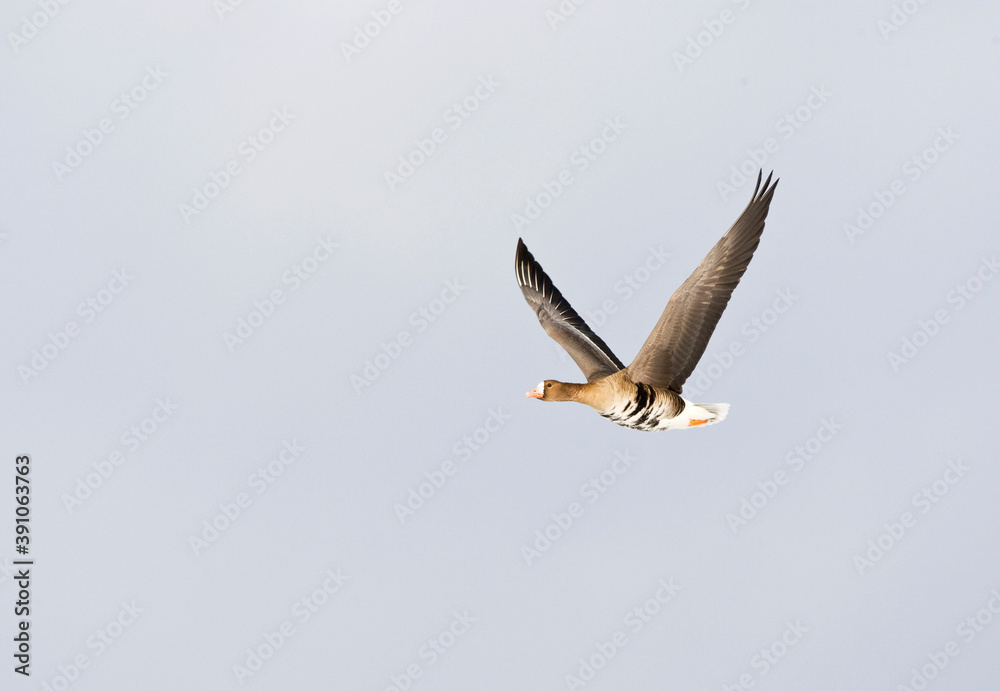 Fototapeta premium Kolgans, Greater White-fronted Goose, Anser albifrons