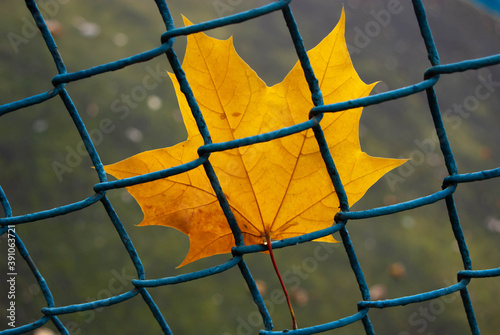 Yellow maple leaf and mesh rabitza-concept environmental protection.