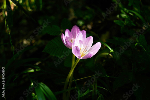 autumn crocus flower illuminated by a sunbeam in a dark undergrowth