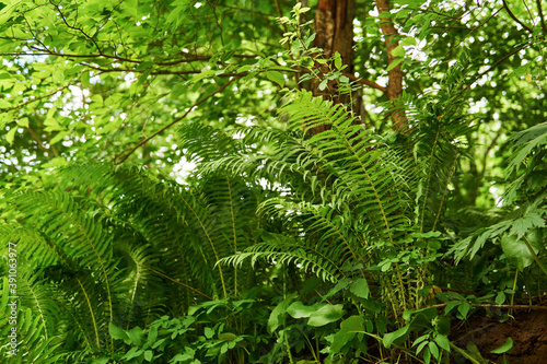light understory with ferns, bottom view