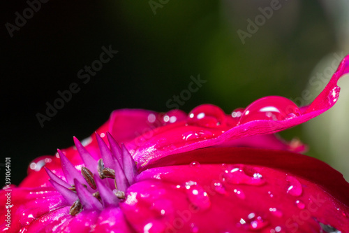 Pink flower Lychnis flos-jovis after the summer rain with drops on the petals, macro.