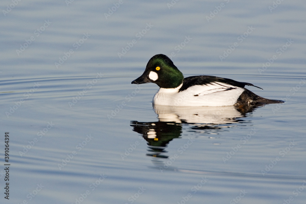 Brilduiker, Common Goldeneye, Bucephala clangula