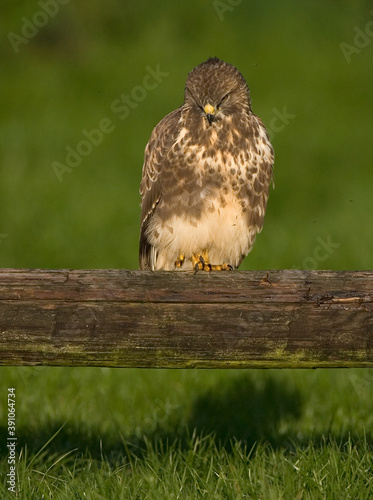 Common Buzzard, Buizerd, Buteo buteo photo