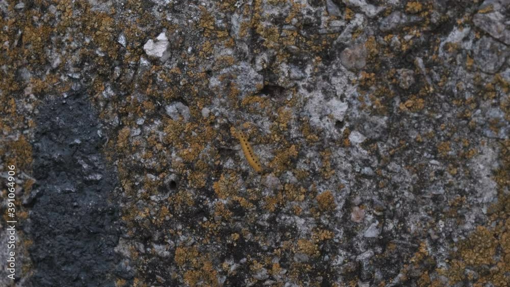 yellow caterpillar with black dots on its back, crawling on smooth gray concrete covered with moss, 4k, slowmotion yellow caterpillar with black dots on its back, crawling on smooth gray concrete covered with moss, 4k, slowmotion