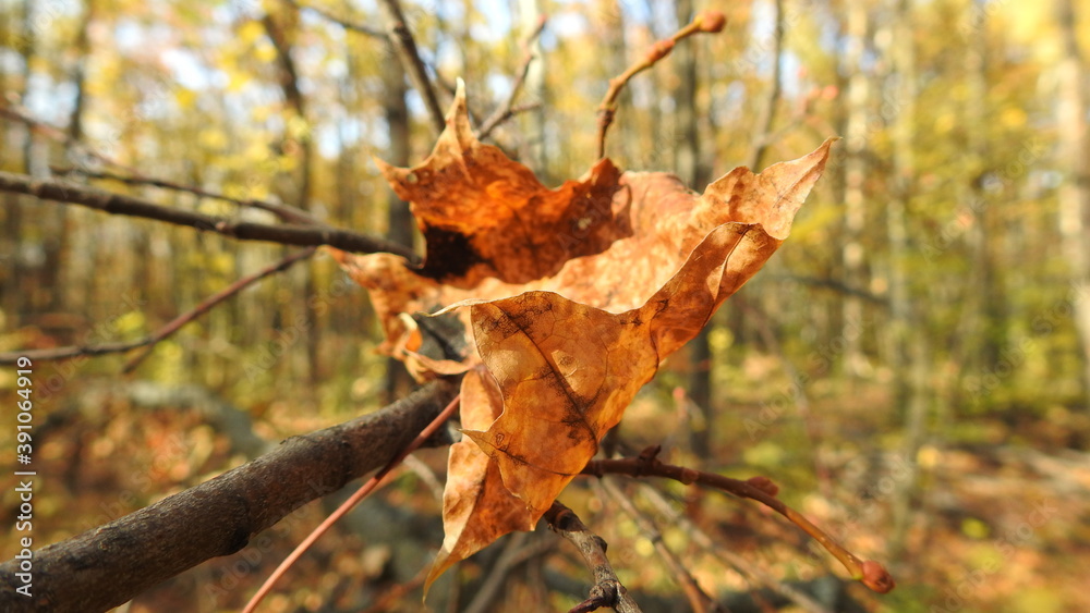 Dry leaf Dry leaf