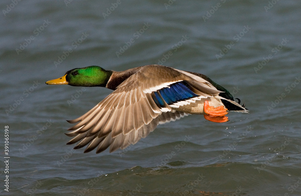 Obraz premium Wilde Eend, Mallard, Anas platyrhynchos