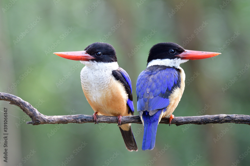 Fototapeta premium Beautiful Nature with pair of birds sitting on same branch in sweet moment