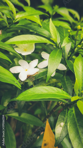 white crepe jasmine flower with green leaves