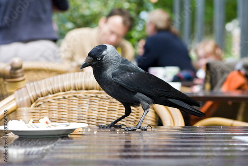 Common Jackdaw, Kauw, Corvus monedula spermologus photo