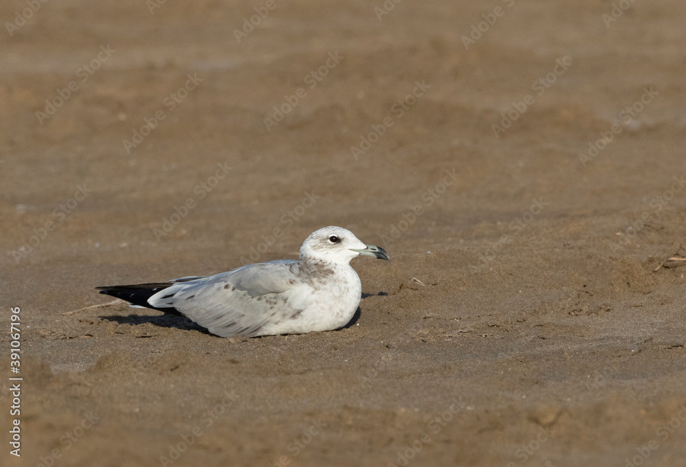Fototapeta premium Audouin's Gull, Ichthyaetus audouinii