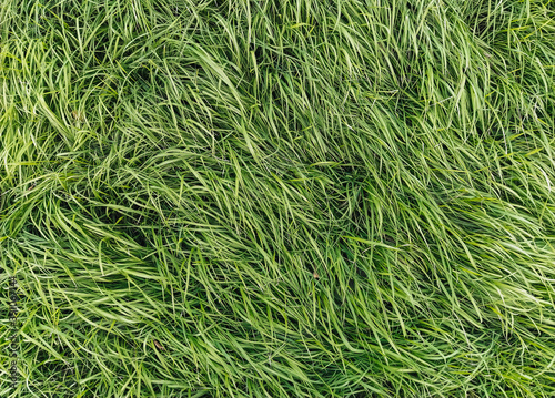 Texture  background of long  tall green grass close-up. Photography  copy space.