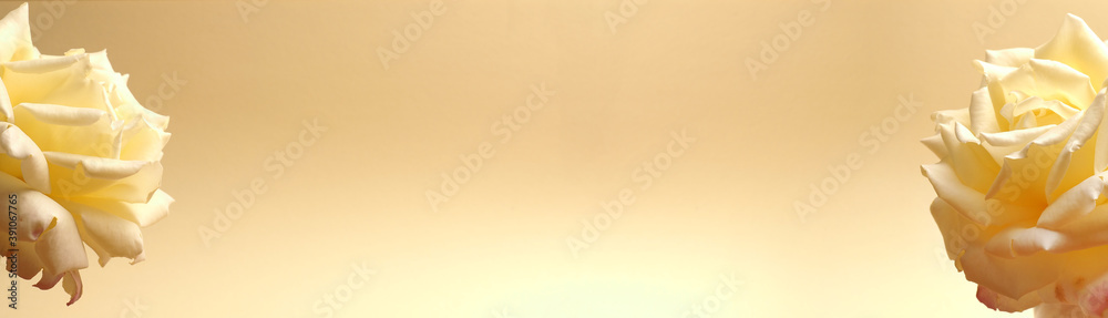 Beautiful yellow roses on a yellow background Beautiful yellow roses on a yellow background