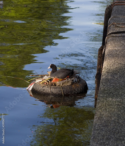 Eurasian Coot, Meerkoet, Fulica atra photo