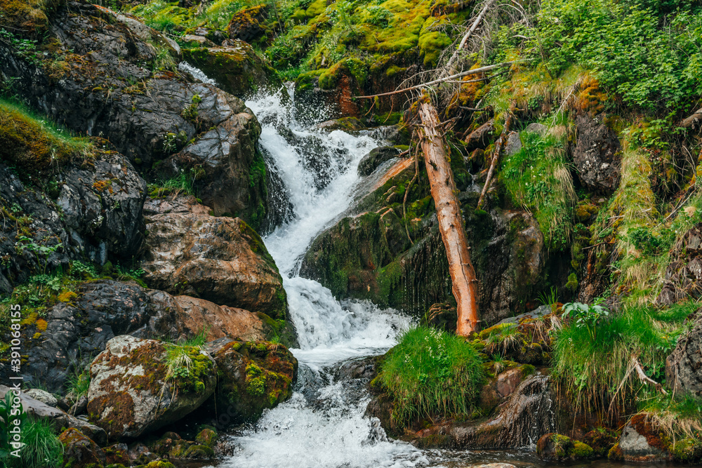 Fototapeta premium Scenic landscape with beautiful waterfall in forest among rich vegetation. Atmospheric woody scenery with fallen tree trunk in mountain creek. Spring water among wild plants and mosses on rocks.