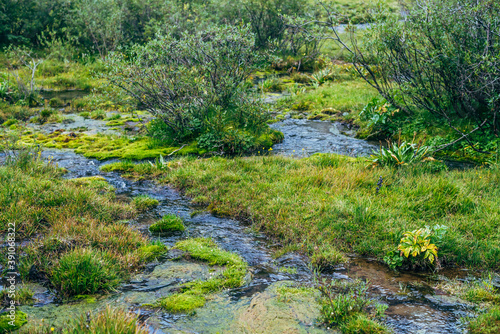 Scenic nature background with lush vegetation in small mountain stream. Beautiful highland flora in small river. Idyllic nature scenery with rich alpine greenery and spring water. Vivid wild plants.