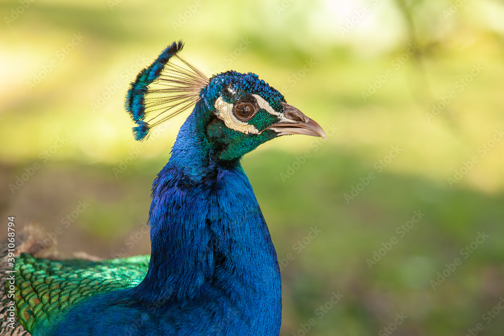 Obraz premium peacock in the park outdoors