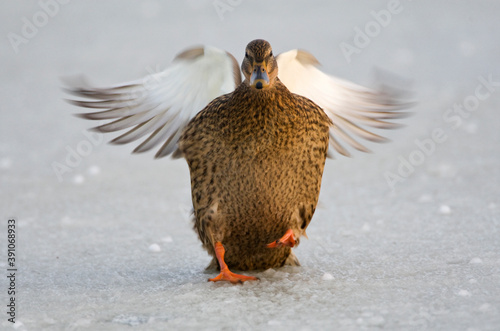 Wilde Eend, Mallard, Anas Plathyrhynchos photo