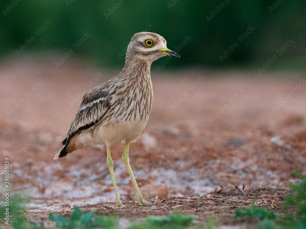 Eurasian Stone-Curlew, Burhinus oedicnemus Eurasian Stone-Curlew, Burhinus oedicnemus