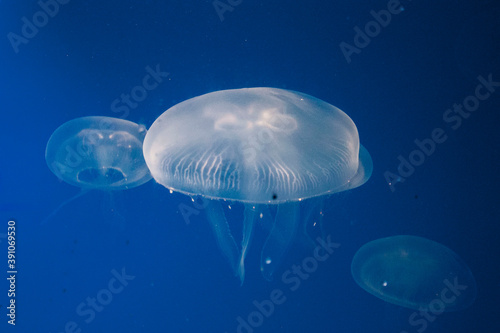 jelly fish in aquarium © Konekocian
