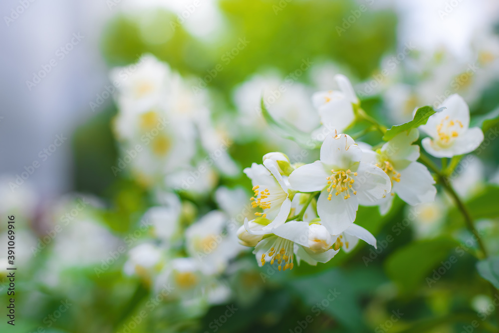 Twig with white jasmine flower in spring Twig with white jasmine flower in spring